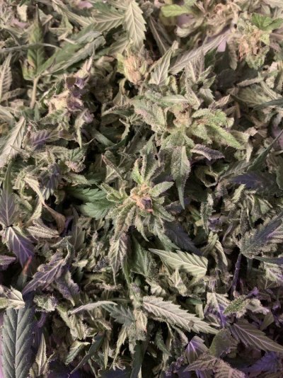 Wet Trim and Cannabutter?