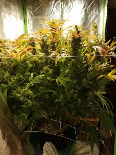 BigCube's grow show and tell.