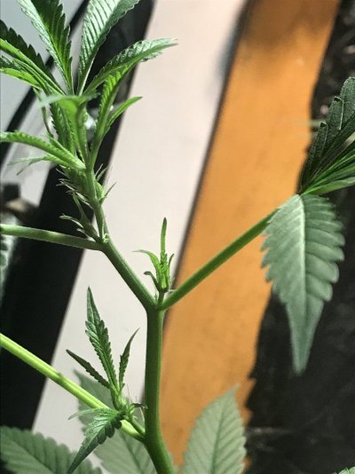 Question about fox farm nutes