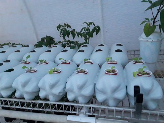 Plumber's First Coco Grow
