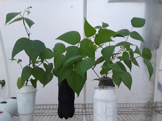 Plumber's First Coco Grow