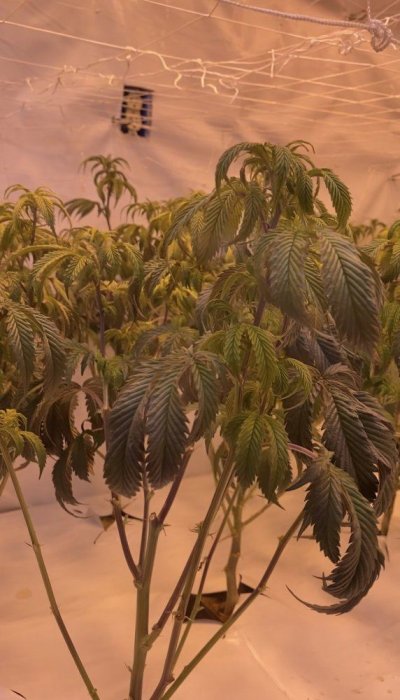 dropping-plants-and-yellowing-tops.jpg