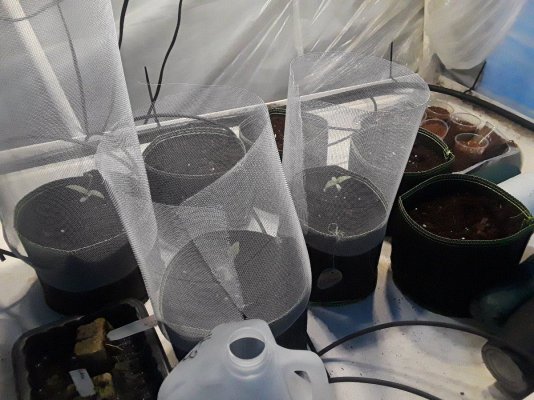 Plumber's First Coco Grow