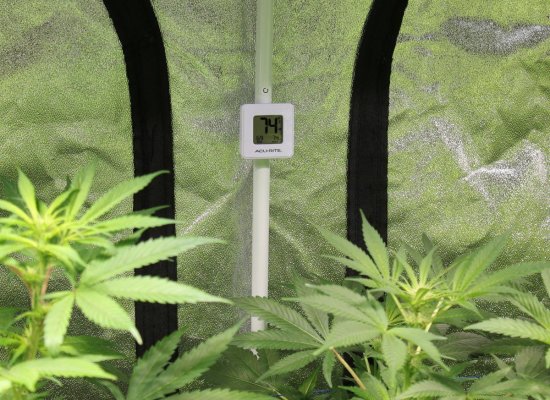 Liquid Jade Octane Tent 2- 4X4 or 1- 4X8 Overkill or not?