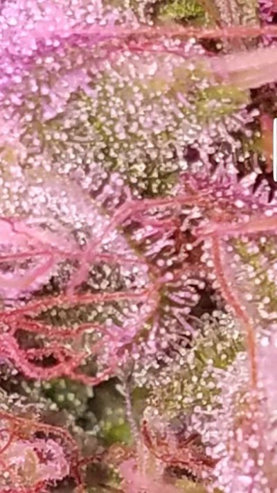 Screenshot_20191127-055119_Gallery.jpg