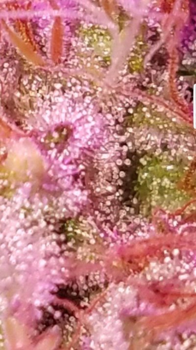 Screenshot_20191127-055042_Gallery.jpg