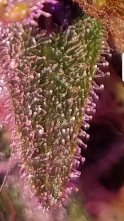 Screenshot_20191127-055020_Gallery.jpg