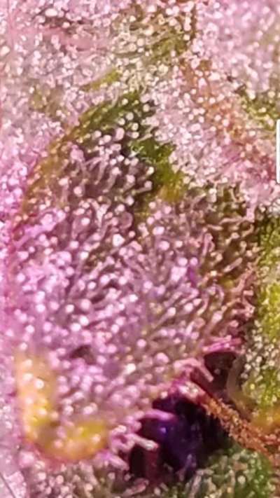 Screenshot_20191127-055012_Gallery.jpg