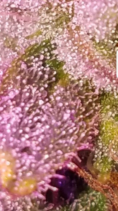 Screenshot_20191127-054952_Gallery.jpg