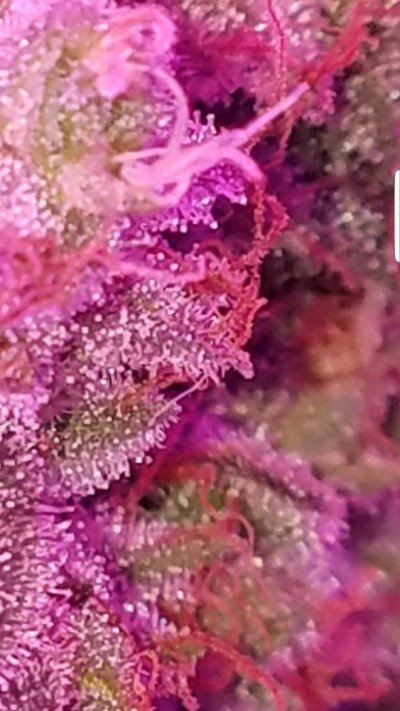 Screenshot_20191127-054905_Gallery.jpg