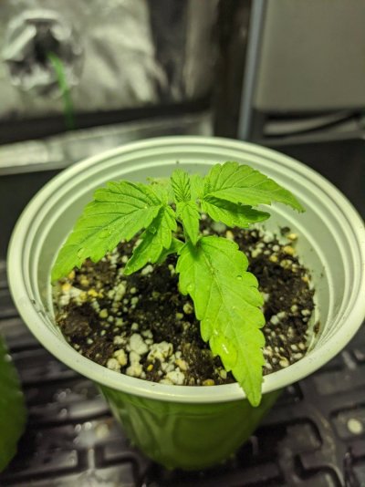 New grower 14 days in. Droopy leaves...advice please!