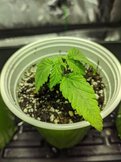 New grower 14 days in. Droopy leaves...advice please!