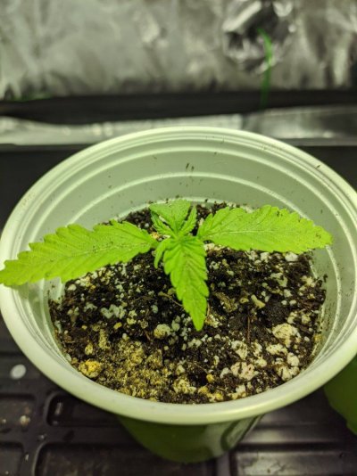 New grower 14 days in. Droopy leaves...advice please!