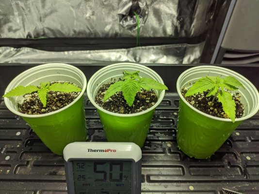 New grower 14 days in. Droopy leaves...advice please!