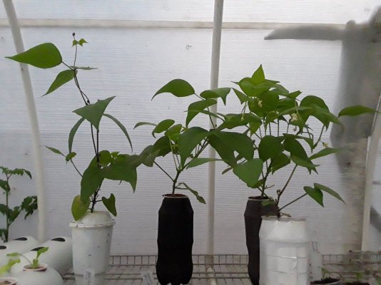 Plumber's First Coco Grow