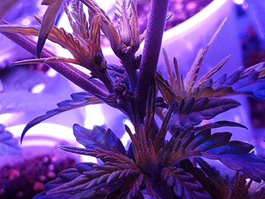 Plant2.jpg