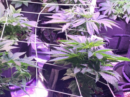 first-grow---how-does-it-look-4.jpeg