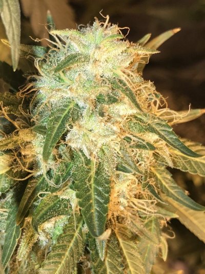 my-1st-indoor-plant-howd-i-do.jpeg