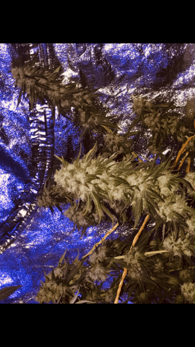 my-1st-indoor-plant-howd-i-do-14.png