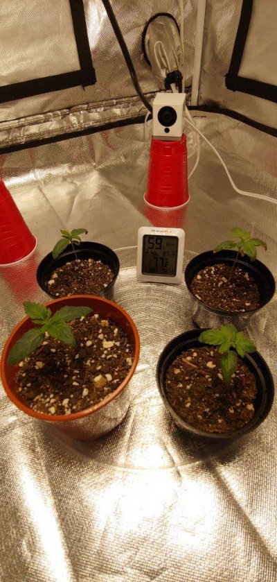 first-time-grower-any--all-inputssuggestions-are-greatly-appreciated-9.jpg