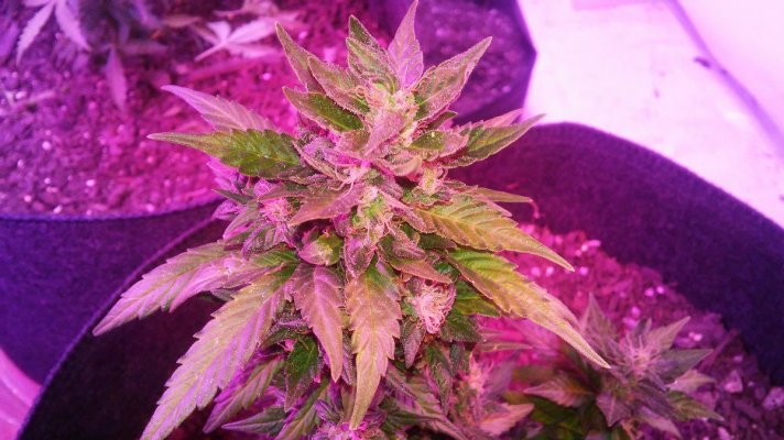 second-grow-need-advice-3.jpg
