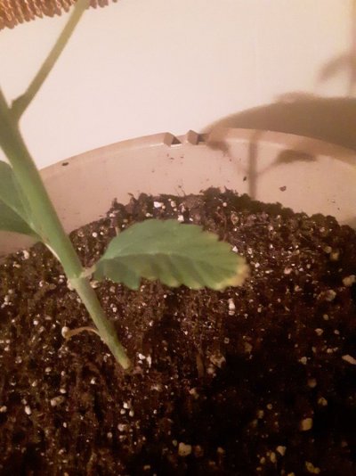 3 week plant