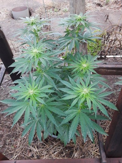 Plumber's First Coco Grow