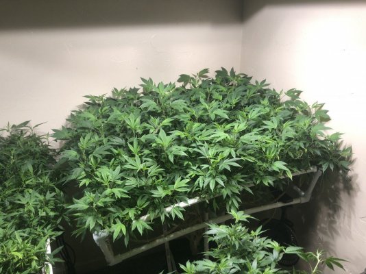 cmh-basement-grow-7.jpeg