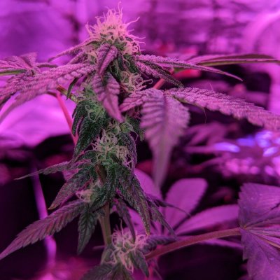 10x10-9600-watt-led-grow.jpg