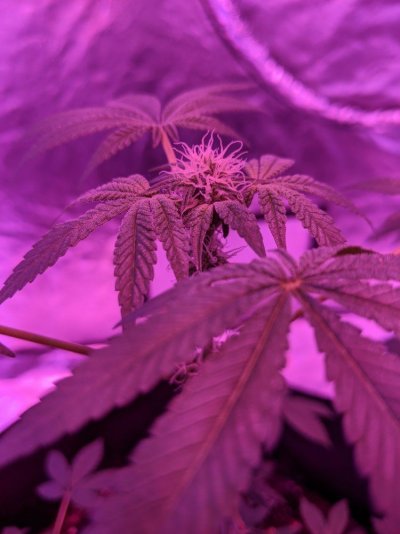 10x10-9600-watt-led-grow-4.jpg