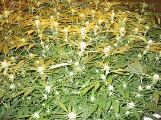 CC OG Raskal Grow 4x600w
