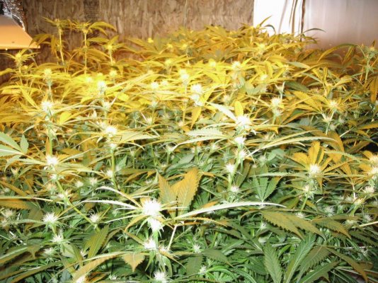 CC OG Raskal Grow 4x600w