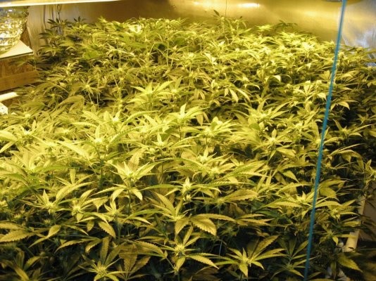 CC OG Raskal Grow 4x600w
