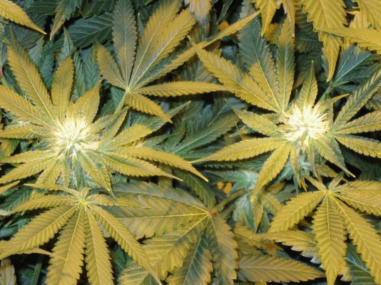 IMG_1918 - white bubba.jpg