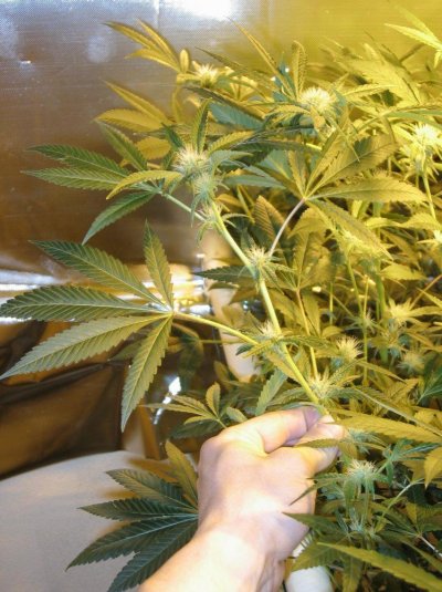 IMG_1934 - white bubba.jpg