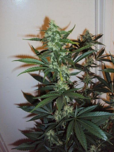 G13haze X ECSD (Finished Pics - Inside and Out)