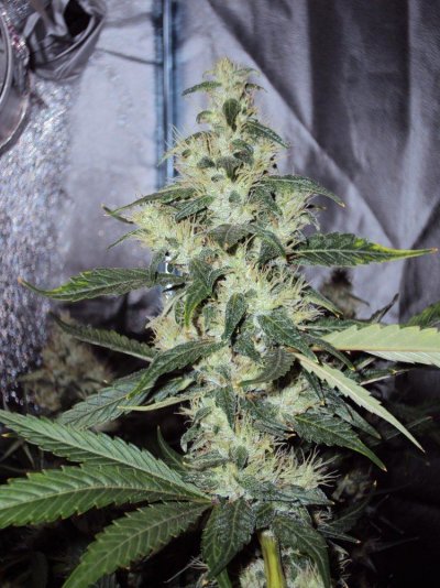 G13haze X ECSD (Finished Pics - Inside and Out)