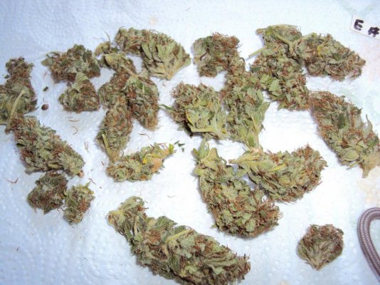 G13haze X ECSD (Finished Pics - Inside and Out)