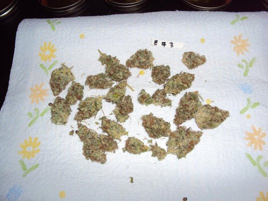 G13haze X ECSD (Finished Pics - Inside and Out)