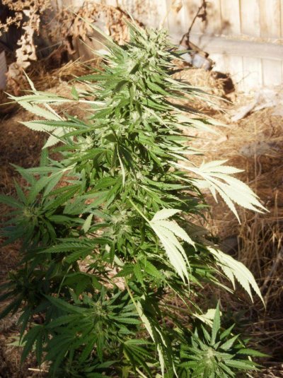 weed 002.jpg