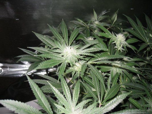 IMG_2002 - white bubba d24.jpg
