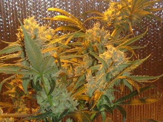 Jerry's Pictures of plant 006.jpg