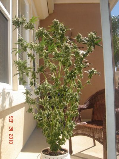 Jerry's Pictures of plant 133.jpg