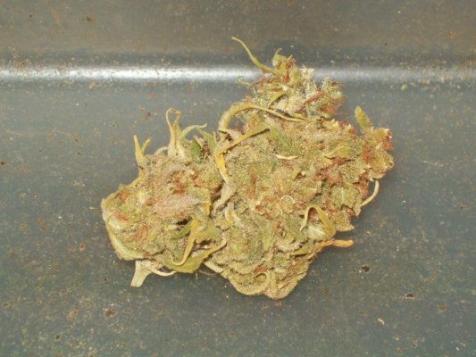 Mango Haze.jpg