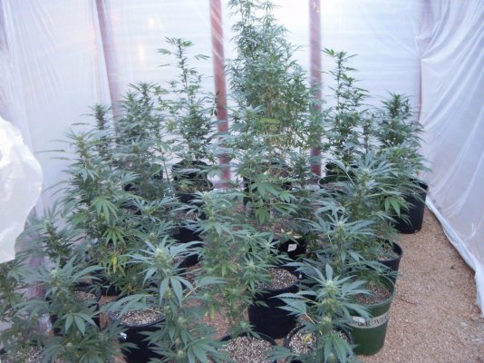 Show Your Colorado Outdoor/Greenhouse Grows