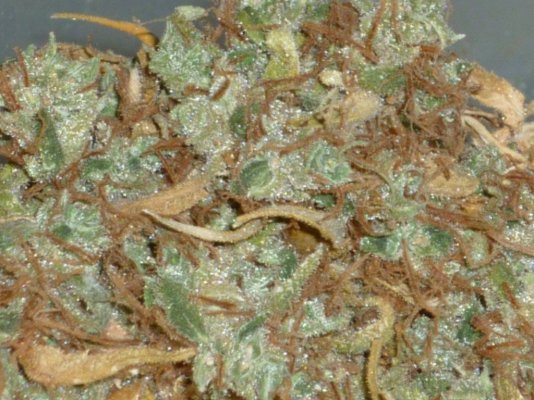 Sweet Skunk closest.JPG