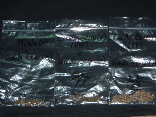 Seed Library_11.JPG
