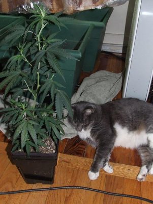 jack-herer-clone.jpg