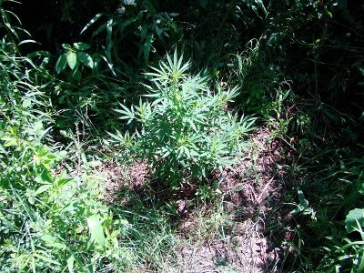 sannies-jack-herer-4.jpg