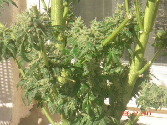 harvest 010.jpg